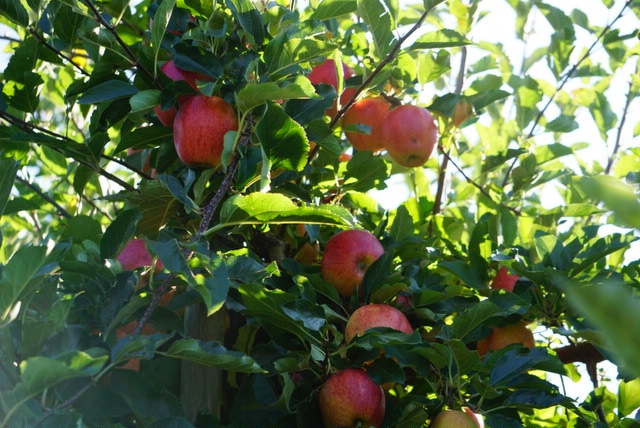 オレゴンでリンゴ狩りへ：Kiyokawa Family Orchards（2020） – みとの